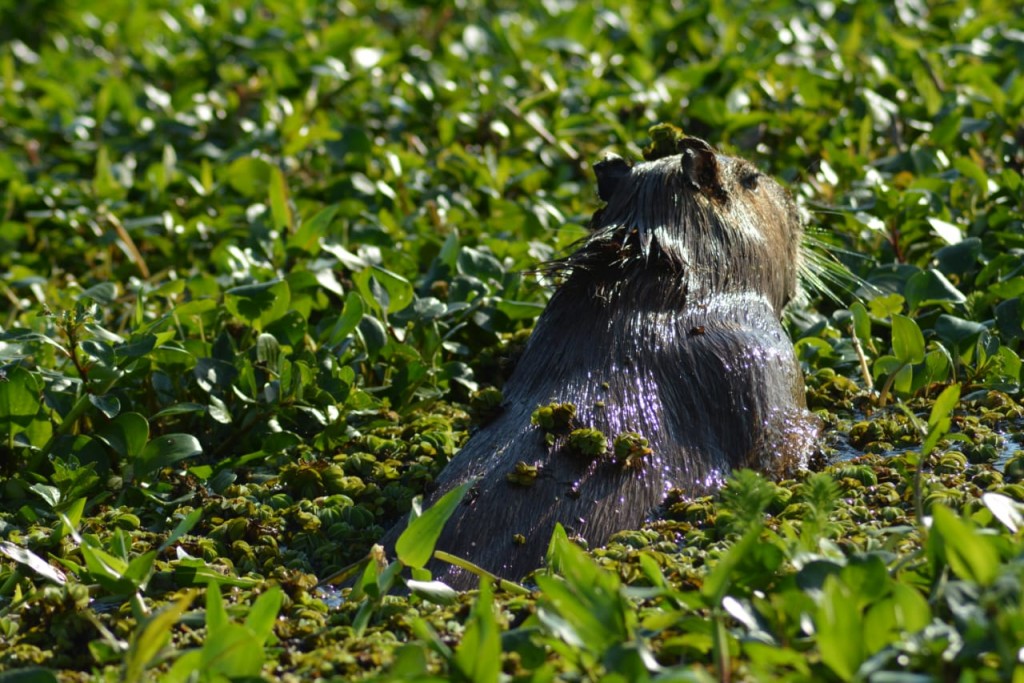 Portal Carambola: la puerta viviente hacia el corazón del Iberá  