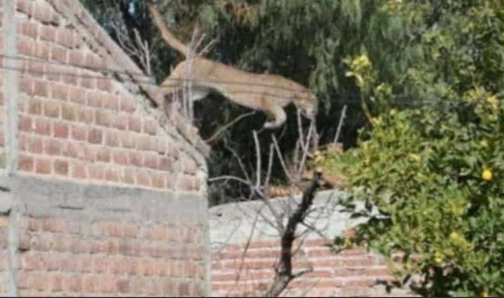 Alerta por un puma suelto en Goya