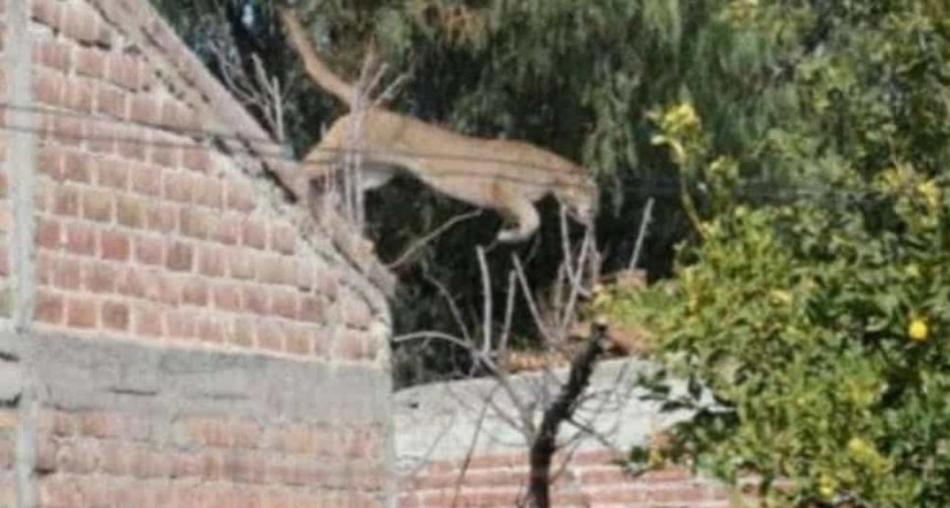 Alerta por un puma suelto en Goya